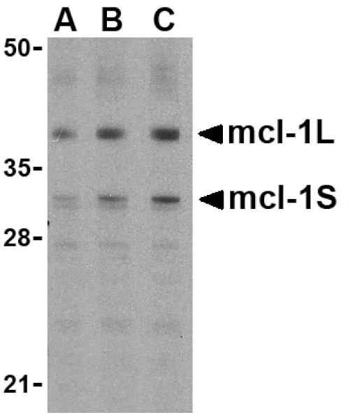 Western Blot - Anti-MCL1 Antibody (A283996) - Antibodies.com