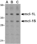 Western Blot - Anti-MCL1 Antibody (A283996) - Antibodies.com