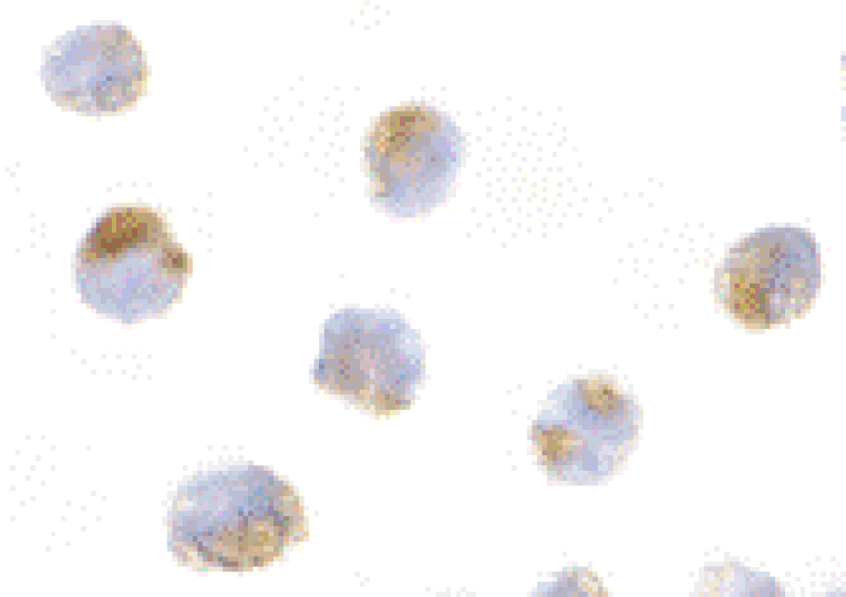 Immunocytochemistry - Anti-MCL1 Antibody (A283996) - Antibodies.com