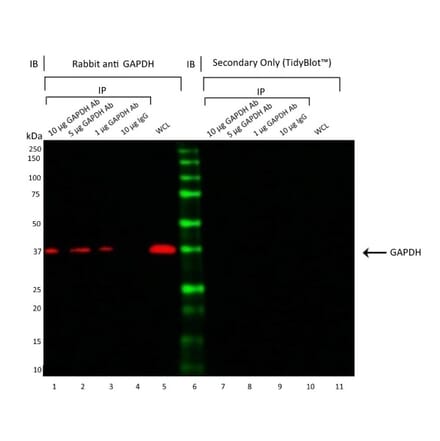 Western Blot - Mouse IgG1 - Isotype Control (A283998) - Antibodies.com