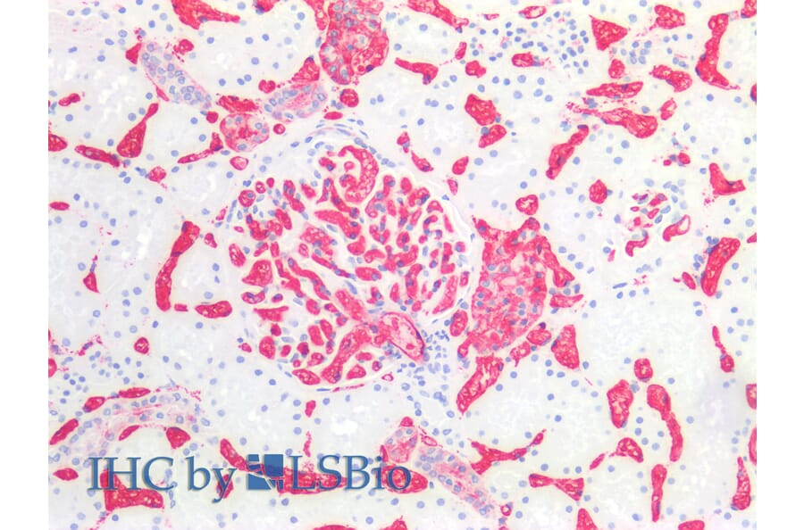 Immunohistochemistry - Anti-Blood Group A Antigen Antibody [HE-193] (A285809) - Antibodies.com