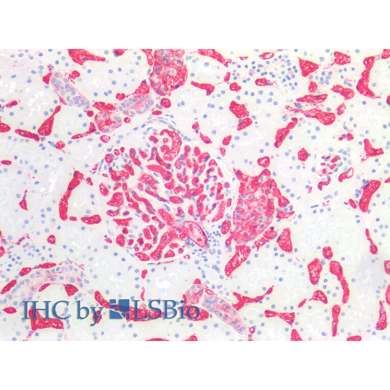 Immunohistochemistry - Anti-Blood Group A Antigen Antibody [HE-193] (A285809) - Antibodies.com