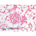 Immunohistochemistry - Anti-Blood Group A Antigen Antibody [HE-193] (A285809) - Antibodies.com