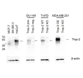 Western Blot - Anti-TROP2 Antibody [TrMab-6] (A285856) - Antibodies.com