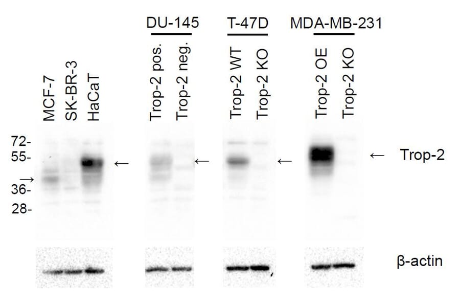 Western Blot - Anti-TROP2 Antibody [TrMab-6] (A285856) - Antibodies.com