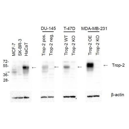 Western Blot - Anti-TROP2 Antibody [TrMab-6] (A285856) - Antibodies.com