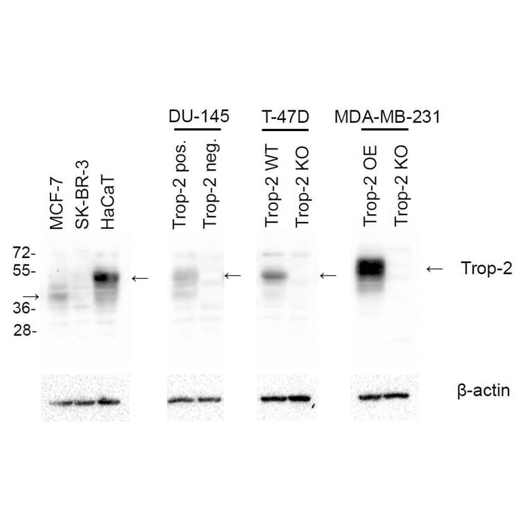 Western Blot - Anti-TROP2 Antibody [TrMab-6] (A285856) - Antibodies.com