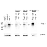 Western Blot - Anti-TROP2 Antibody [TrMab-6] (A285856) - Antibodies.com