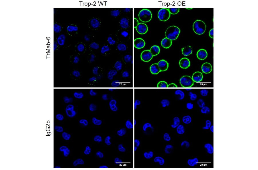 Immunocytochemistry - Anti-TROP2 Antibody [TrMab-6] (A285855) - Antibodies.com