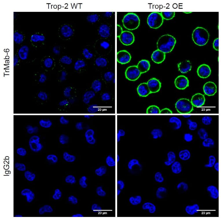 Immunocytochemistry - Anti-TROP2 Antibody [TrMab-6] (A285855) - Antibodies.com
