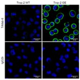 Immunocytochemistry - Anti-TROP2 Antibody [TrMab-6] (A285855) - Antibodies.com