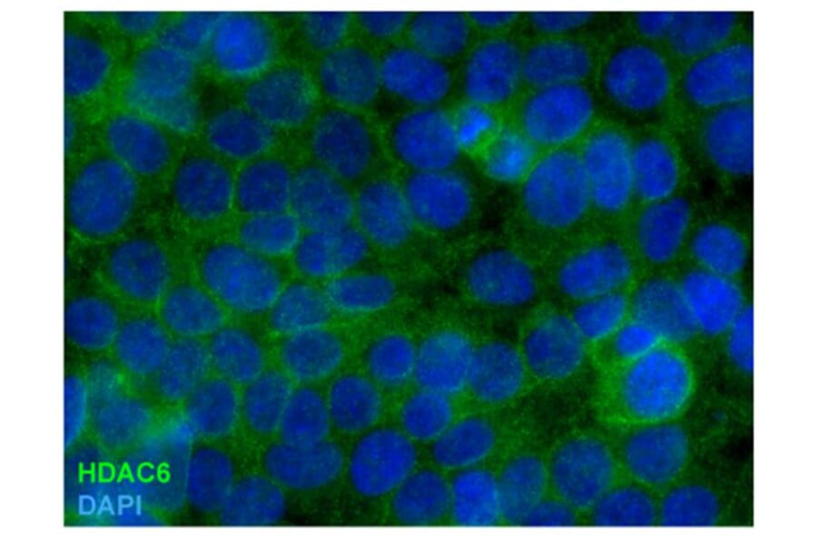 ICC - Anti-HDAC6 Antibody [178] (A285869)