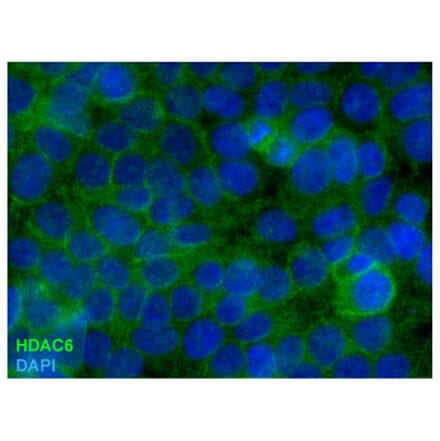 ICC - Anti-HDAC6 Antibody [178] (A285869)