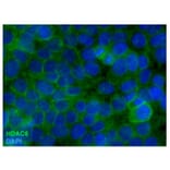 ICC - Anti-HDAC6 Antibody [178] (A285869)