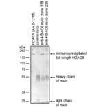 IP - Anti-HDAC6 Antibody [178] (A285869)
