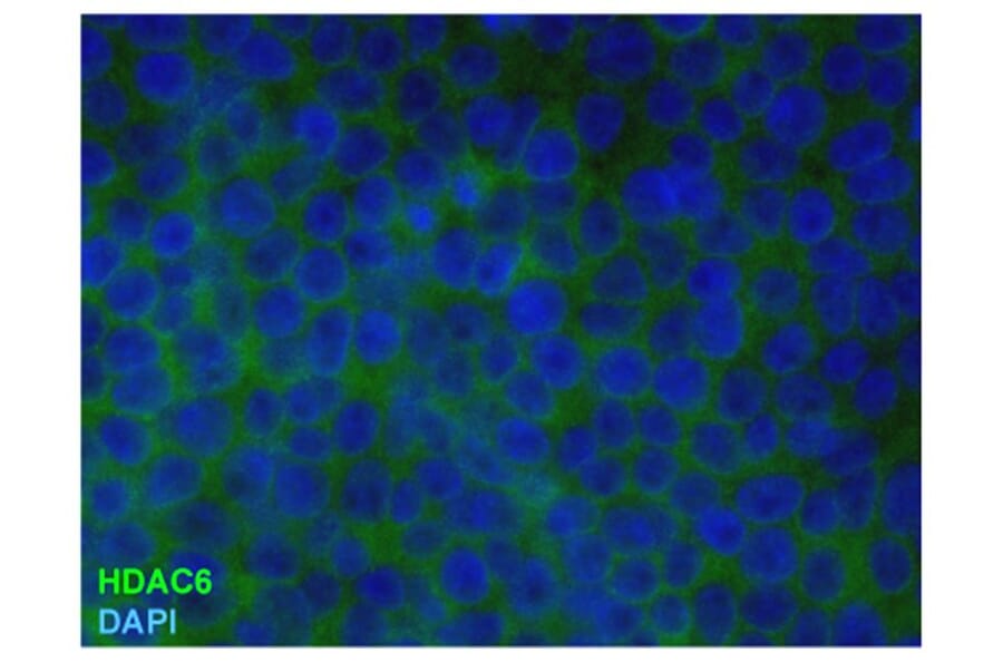 ICC - Anti-HDAC6 Antibody [2H3] (A285870)