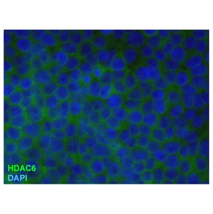 ICC - Anti-HDAC6 Antibody [2H3] (A285870)