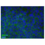 ICC - Anti-HDAC6 Antibody [2H3] (A285870)