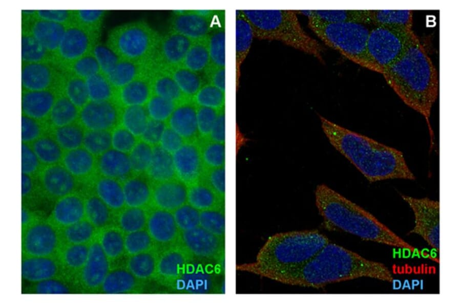 ICC - Anti-HDAC6 Antibody [3D2] (A285871)