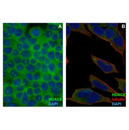 ICC - Anti-HDAC6 Antibody [3D2] (A285871)