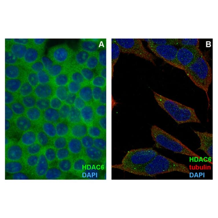 ICC - Anti-HDAC6 Antibody [3D2] (A285871)