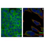 ICC - Anti-HDAC6 Antibody [3D2] (A285871)