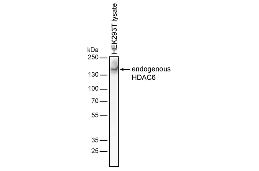 WB - Anti-HDAC6 Antibody [3D2] (A285871)