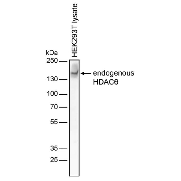 WB - Anti-HDAC6 Antibody [3D2] (A285871)