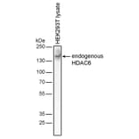 WB - Anti-HDAC6 Antibody [3D2] (A285871)