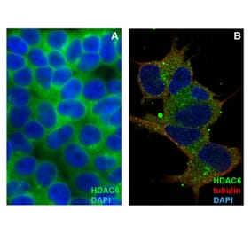 ICC - Anti-HDAC6 Antibody [236] (A285872)