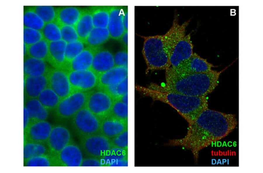 ICC - Anti-HDAC6 Antibody [236] (A285872)