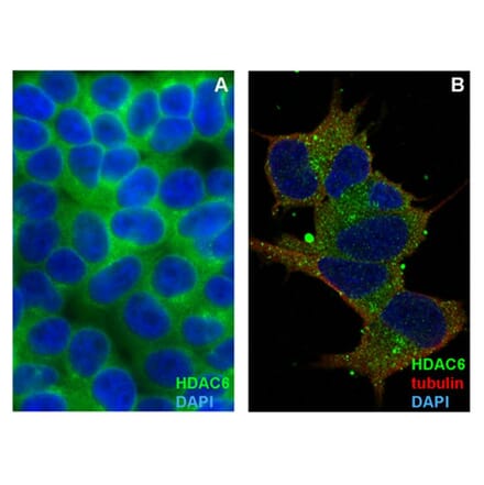 ICC - Anti-HDAC6 Antibody [236] (A285872)