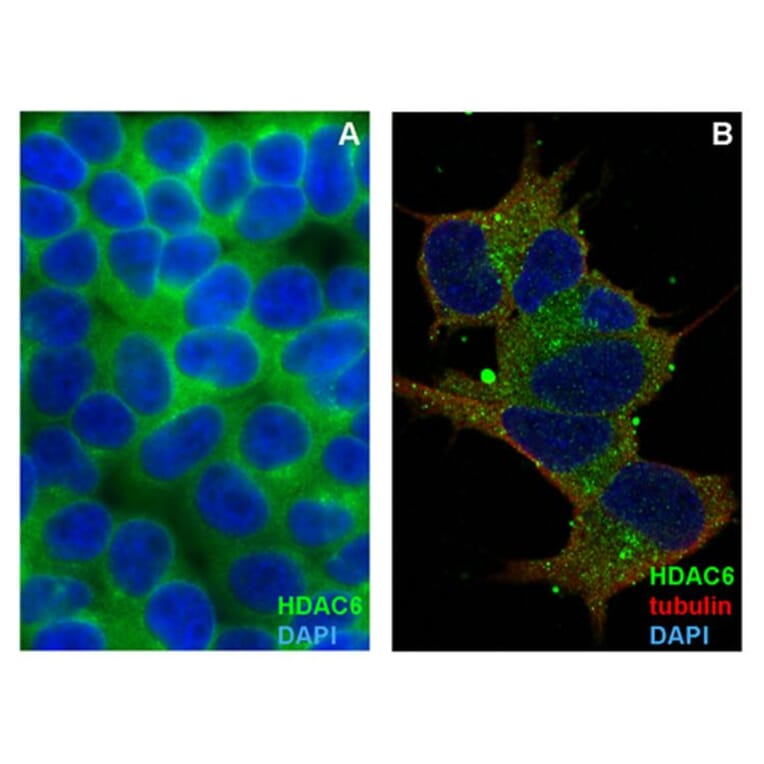 ICC - Anti-HDAC6 Antibody [236] (A285872)