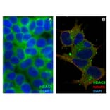 ICC - Anti-HDAC6 Antibody [236] (A285872)