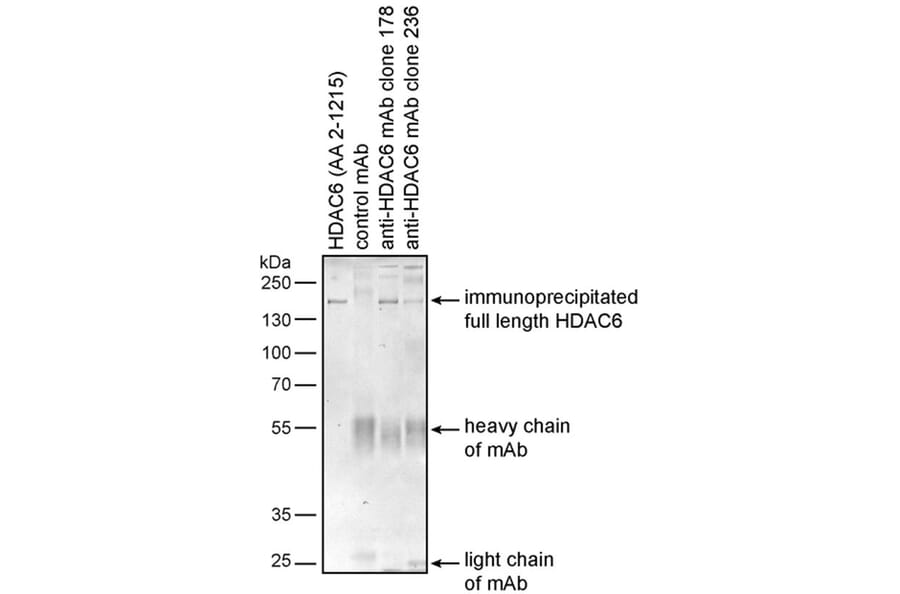 IP - Anti-HDAC6 Antibody [236] (A285872)