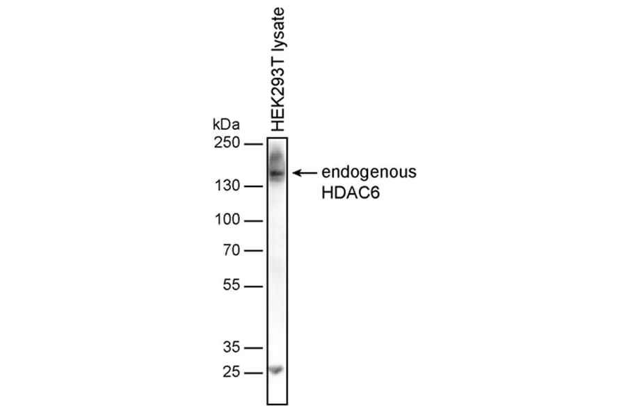 WB - Anti-HDAC6 Antibody [236] (A285872)