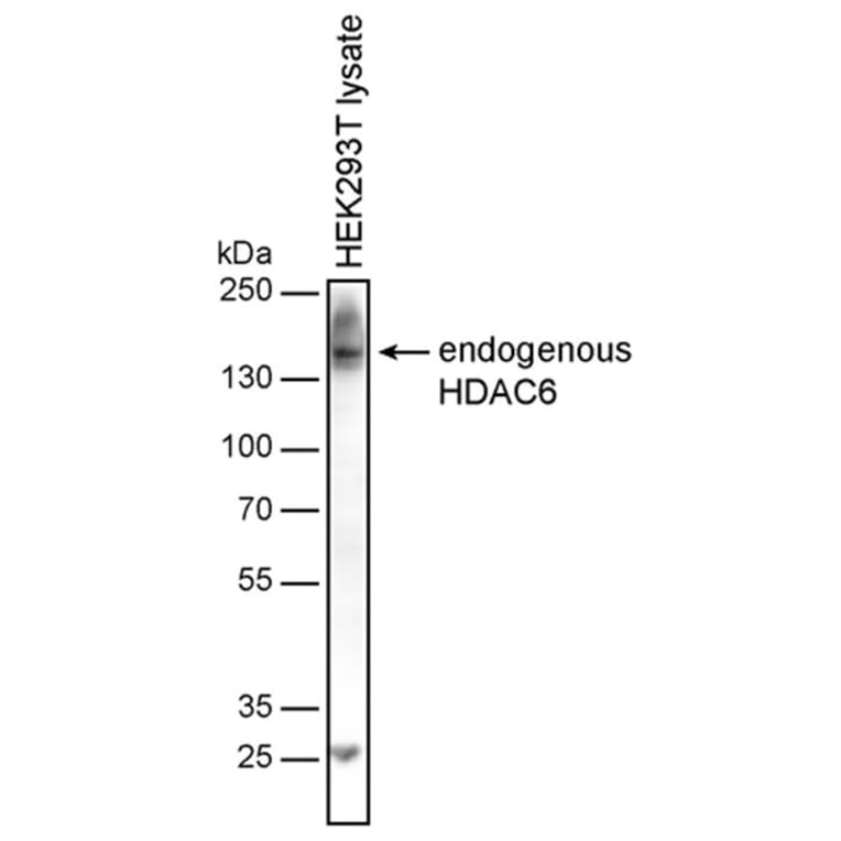 WB - Anti-HDAC6 Antibody [236] (A285872)