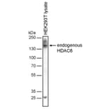 WB - Anti-HDAC6 Antibody [236] (A285872)