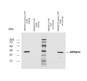 Western Blot - Anti-mCherry Antibody (A285874) - Antibodies.com