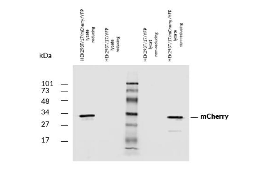 Western Blot - Anti-mCherry Antibody (A285874) - Antibodies.com