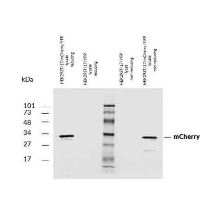 Western Blot - Anti-mCherry Antibody (A285874) - Antibodies.com
