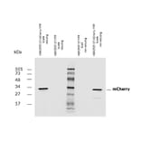 Western Blot - Anti-mCherry Antibody (A285874) - Antibodies.com