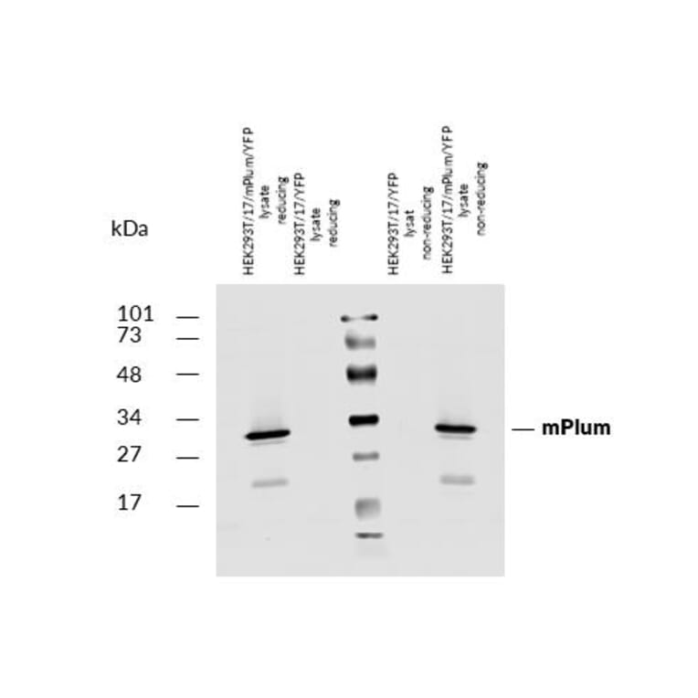 Western Blot - Anti-mPlum Antibody (A285875) - Antibodies.com