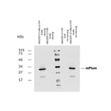 Western Blot - Anti-mPlum Antibody (A285875) - Antibodies.com