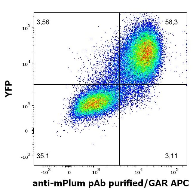 Flow Cytometry - Anti-mPlum Antibody (A285874) - Antibodies.com