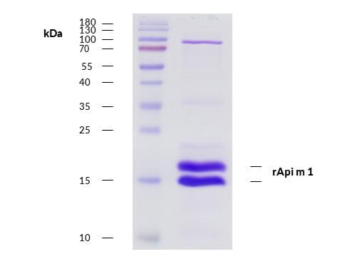 Recombinant Api m 1 (1.0101) Protein (A285877) | Antibodies.com