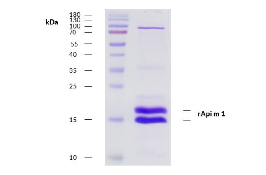 SDS-Page - Recombinant Api m 1 (1.0101) Protein (A285875) - Antibodies.com