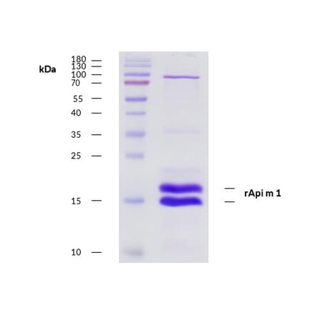 SDS-Page - Recombinant Api m 1 (1.0101) Protein (A285875) - Antibodies.com