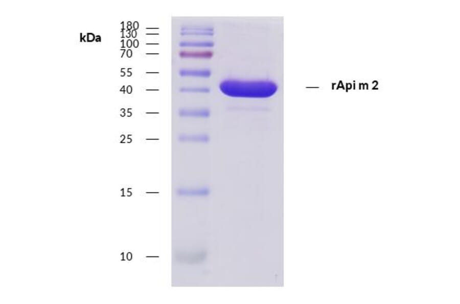 SDS-Page - Recombinant Api m 2 (2.0101) Protein (A285877) - Antibodies.com