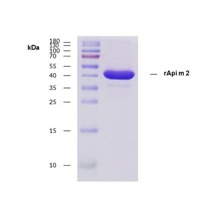 SDS-Page - Recombinant Api m 2 (2.0101) Protein (A285877) - Antibodies.com